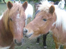 Unsere Ponys - Bild 4