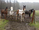 Unsere Ponys - Bild 2